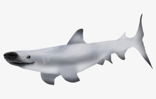 Bronze Hammerhead Shark, HD Png Download, Free Download