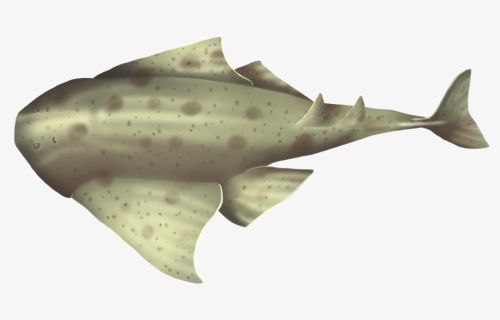 Cartilaginous Fish, HD Png Download, Free Download