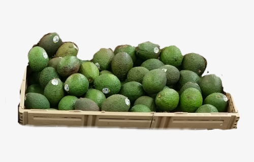 Avocado, HD Png Download, Free Download