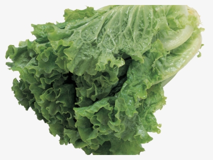 Lettuce Clipart Transparent Background - Vegetable Flashcards Pdf, HD Png Download, Free Download