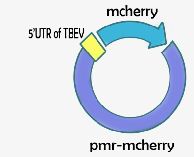 Packages Targeting Neuron , Png Download - Strawberry, Transparent Png, Free Download