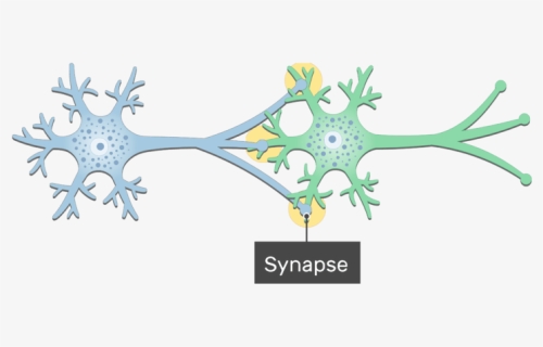 An Image Showing The Synapse Between 2 Neurons Showing - Neuron Synapse Png, Transparent Png, Free Download