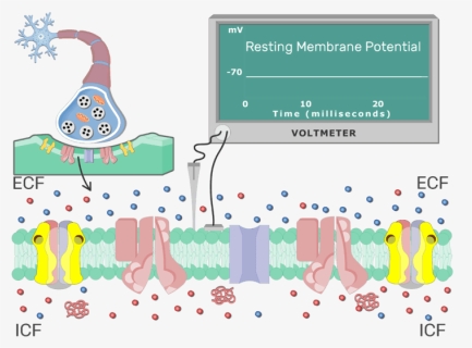 An Image Showing Na Ion Diffusion Through A Channel, HD Png Download, Free Download