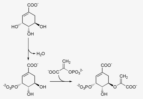 Chorismate Pathway 1 - Chorismate, HD Png Download, Free Download