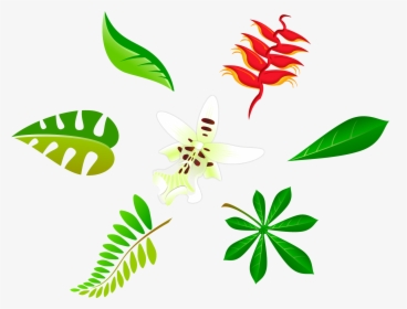 Vector S Leaf - Leaf Vector, HD Png Download, Free Download