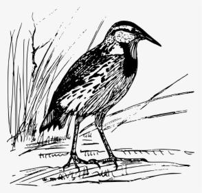 Transparent Birds Clipart Png - Eastern Meadowlark, Png Download, Free Download