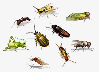 Insect Png Transparent Picture - Insects Name In Hindi, Png Download, Free Download