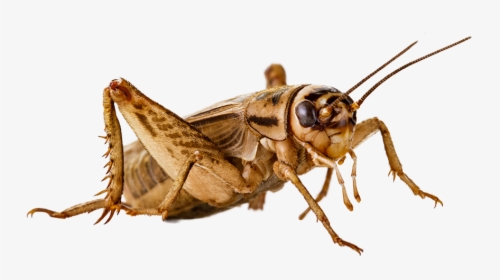 Cricket Insect Png, Transparent Png, Free Download