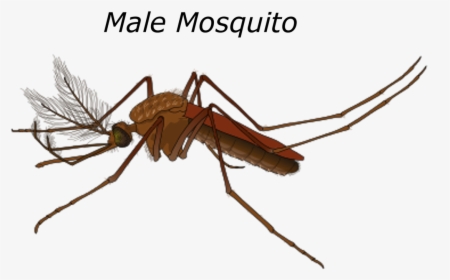 Female Mosquito Yellow Fever, HD Png Download, Free Download