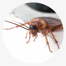 Transparent Pest Png - Drain Cockroach, Png Download, Free Download