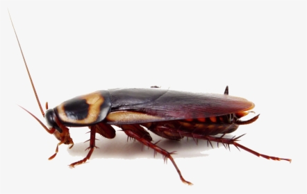 Cockroach Insect Pest Control Termite - City Roach, HD Png Download, Free Download