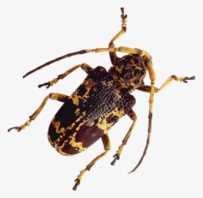 Insect Png Image - Real Insect Png, Transparent Png, Free Download