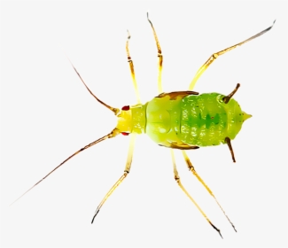 Transparent Pest Png - Aphid Png, Png Download, Free Download