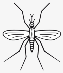 Mosquito Clip Art, HD Png Download, Free Download