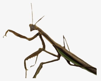 Standing Insect - Insecto Png, Transparent Png, Free Download