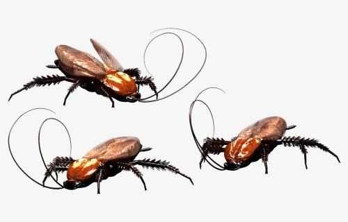 Cockroach, Bug, Insect, Pest, Gogga, Biology, Roach - Insecto Tipo Escarabajo Y Cucaracha, HD Png Download, Free Download