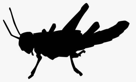 Download Png - Insect - Pest, Transparent Png, Free Download