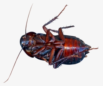 Cockroach Png, Transparent Png, Free Download