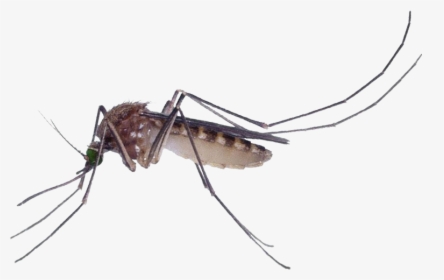Marsh Mosquitoes Pest Control Culex Pipiens Fly - Mosquitoes Png, Transparent Png, Free Download