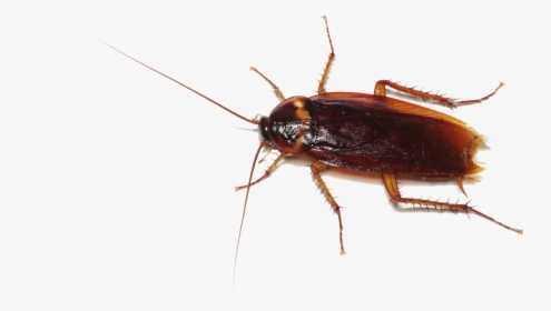 Cockroach Transparent, HD Png Download, Free Download