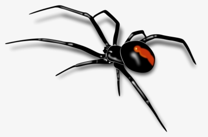 Red Back Spider Drawing, HD Png Download, Free Download