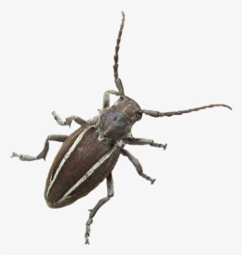 Insect, Bug, Longhorn, Beetle, Neodorcadion - Longhorn Beetle, HD Png Download, Free Download