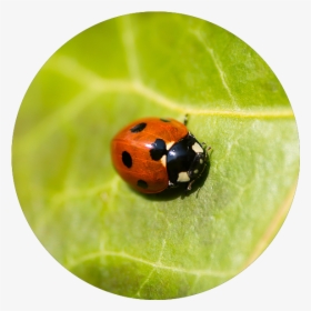 Occasionalinvader - Ladybird Beetle, HD Png Download, Free Download