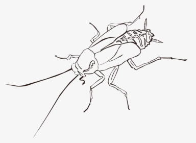 Fly,line Art,angle - Outline Pic Of Cockroach, HD Png Download, Free Download