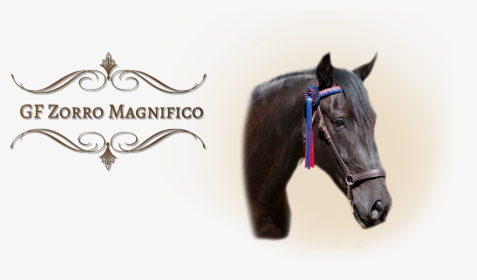 Gfzorro - Mane, HD Png Download, Free Download