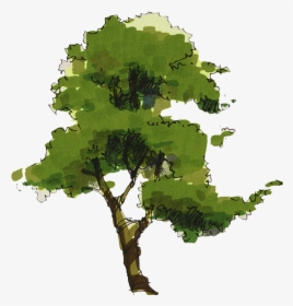 Sketchy Tree Elevation Png, Transparent Png, Free Download