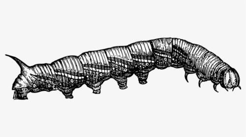 Caterpillar Illustrations, HD Png Download, Free Download