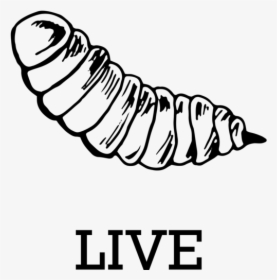 Live Bsfl For Pets - Black Soldier Fly Logo, HD Png Download, Free Download
