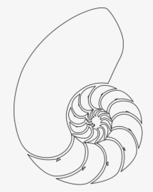 Free Nautilus Shell - Illustration, HD Png Download, Free Download