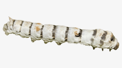 Zebra Silkworm - Silkworm Transparent, HD Png Download, Free Download