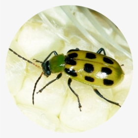 Cucumber Beetles It"s Larva, Corn Rootworms, Are Costly - Leaf Beetle, HD Png Download, Free Download