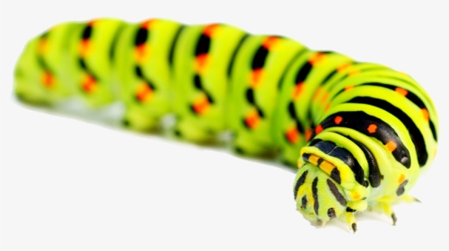 Caterpillar Png - Caterpillar With No Background, Transparent Png, Free Download