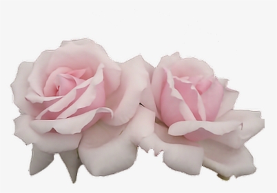 #rose #pink #two #tumblr #editpng #pngedit #pngedits - Aesthetic Pink Flowers Png, Transparent Png, Free Download