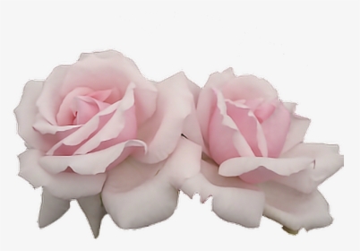 Pink Flowers Png Images Free Transparent Pink Flowers Download Kindpng