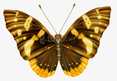 Larva - Butterfly Brown Png, Transparent Png, Free Download