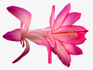 Exotic Pink Flower - Hd Cactus Flower Transparent Png, Png Download, Free Download