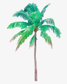 #palmtree #palmera #summer #vacation - Attalea Speciosa, HD Png Download, Free Download