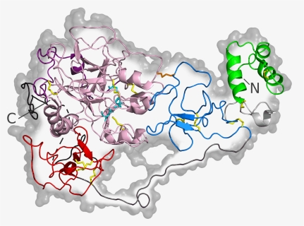 Human Prothrombin Mutant 6c2w Closed Structure - Prothrombin Structure, HD Png Download, Free Download