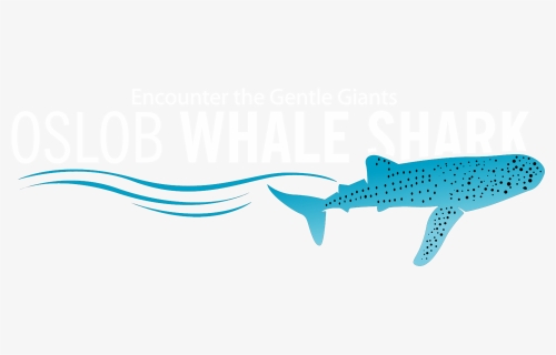 Oslob Whale Shark - Whale Shark, HD Png Download, Free Download