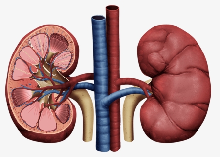 Thumb Image - Transparent Background Kidney Png, Png Download, Free Download