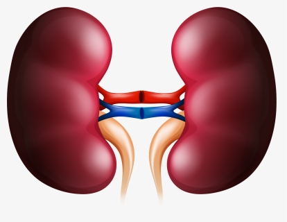 Kidney Huge Freebie Download For Powerpoint - Kidney Png, Transparent Png, Free Download