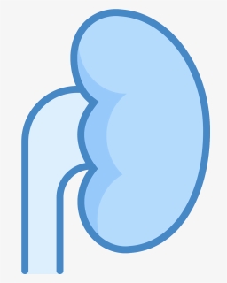 The Icon "kidney - Circle, HD Png Download, Free Download