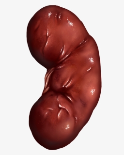Kidneyright - Chocolate, HD Png Download, Free Download