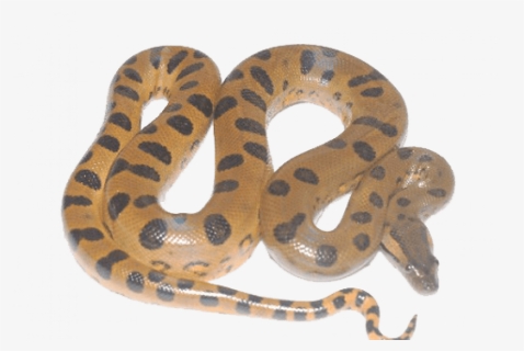 Giant Anaconda Snake Png, Transparent Png, Free Download