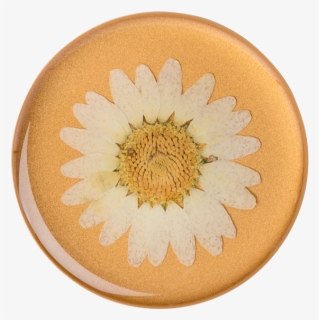 Popsockets Swappable Popgrips Pressed Flower White - Pop Socket Pressed Flower, HD Png Download, Free Download