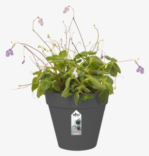 Flowerpot, HD Png Download, Free Download